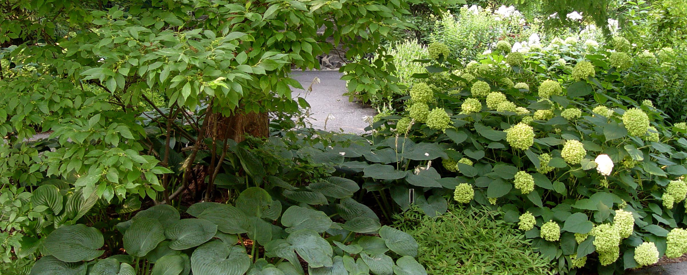 shade.garden.hosta_.hydrangeas.jpg