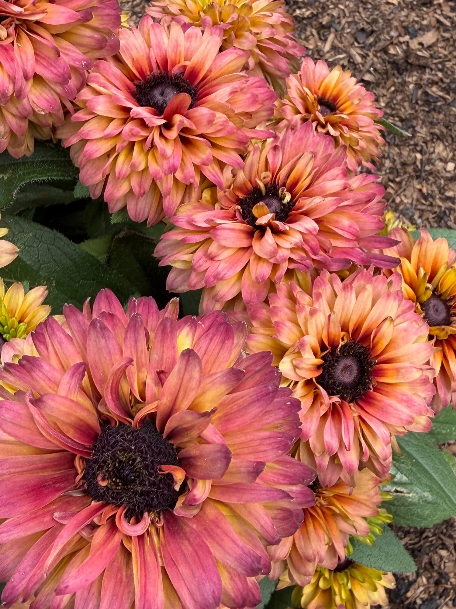 Flower1.jpg