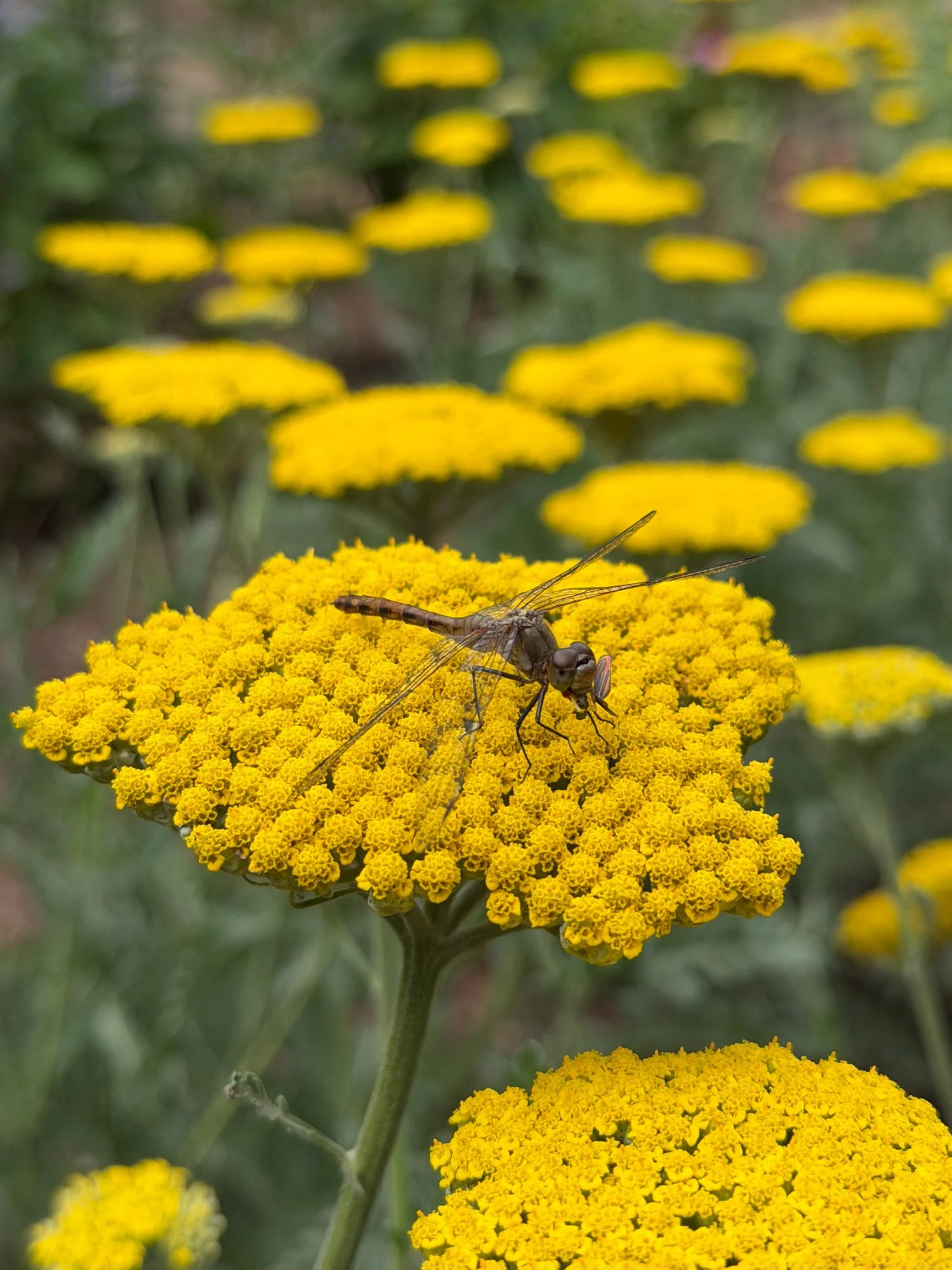 flower3.jpg
