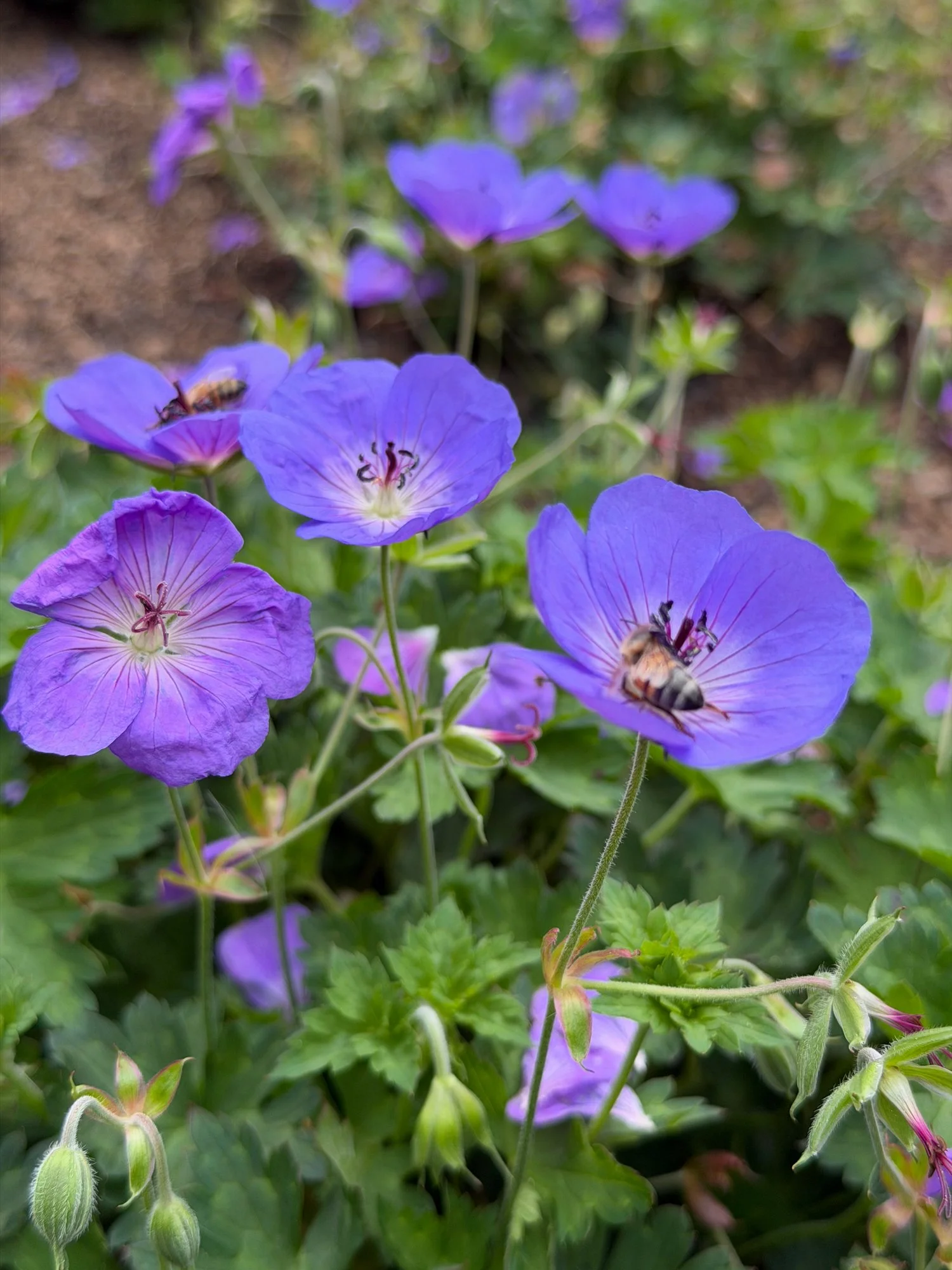 flower4.jpg