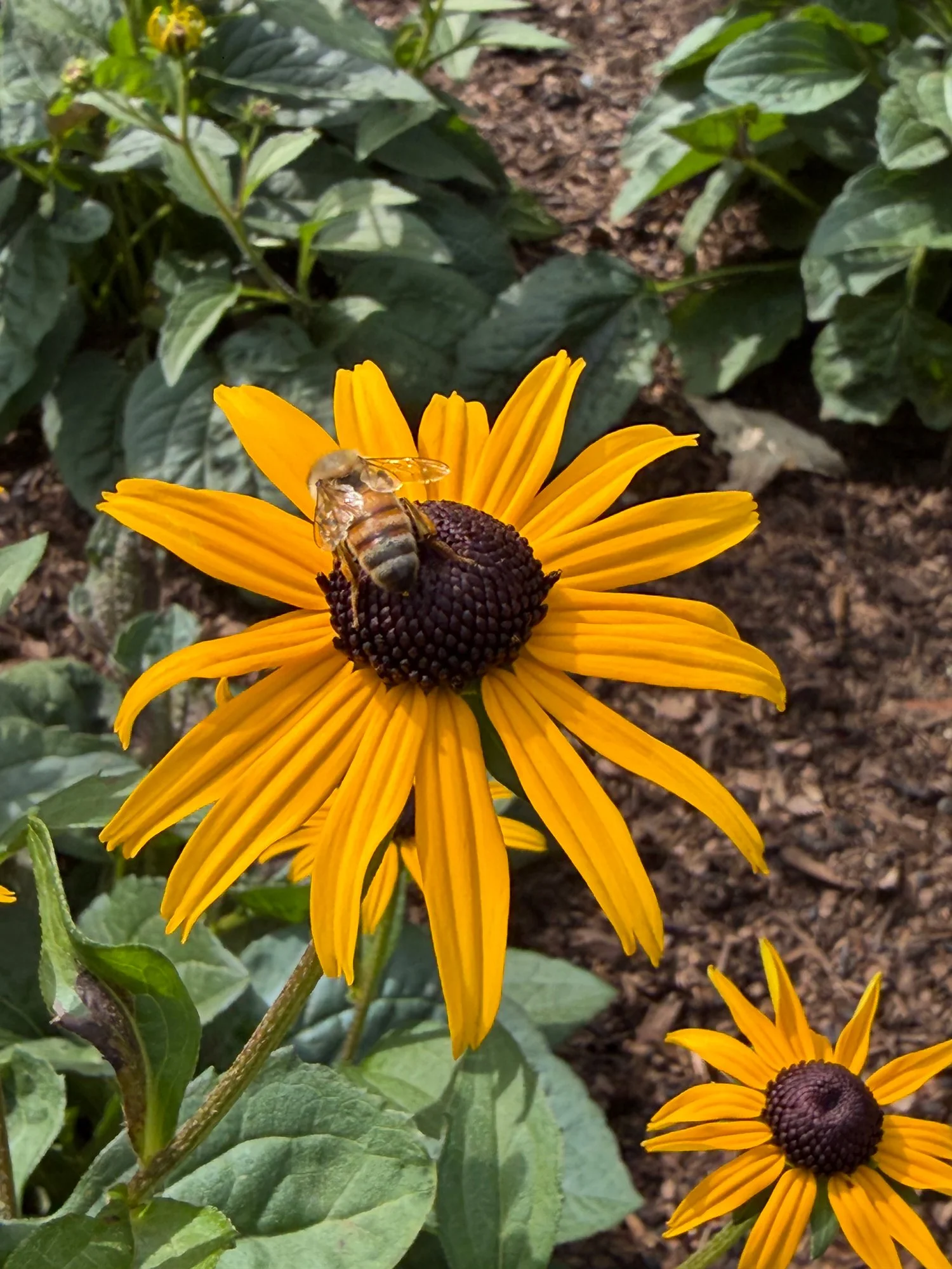 flower6.jpg