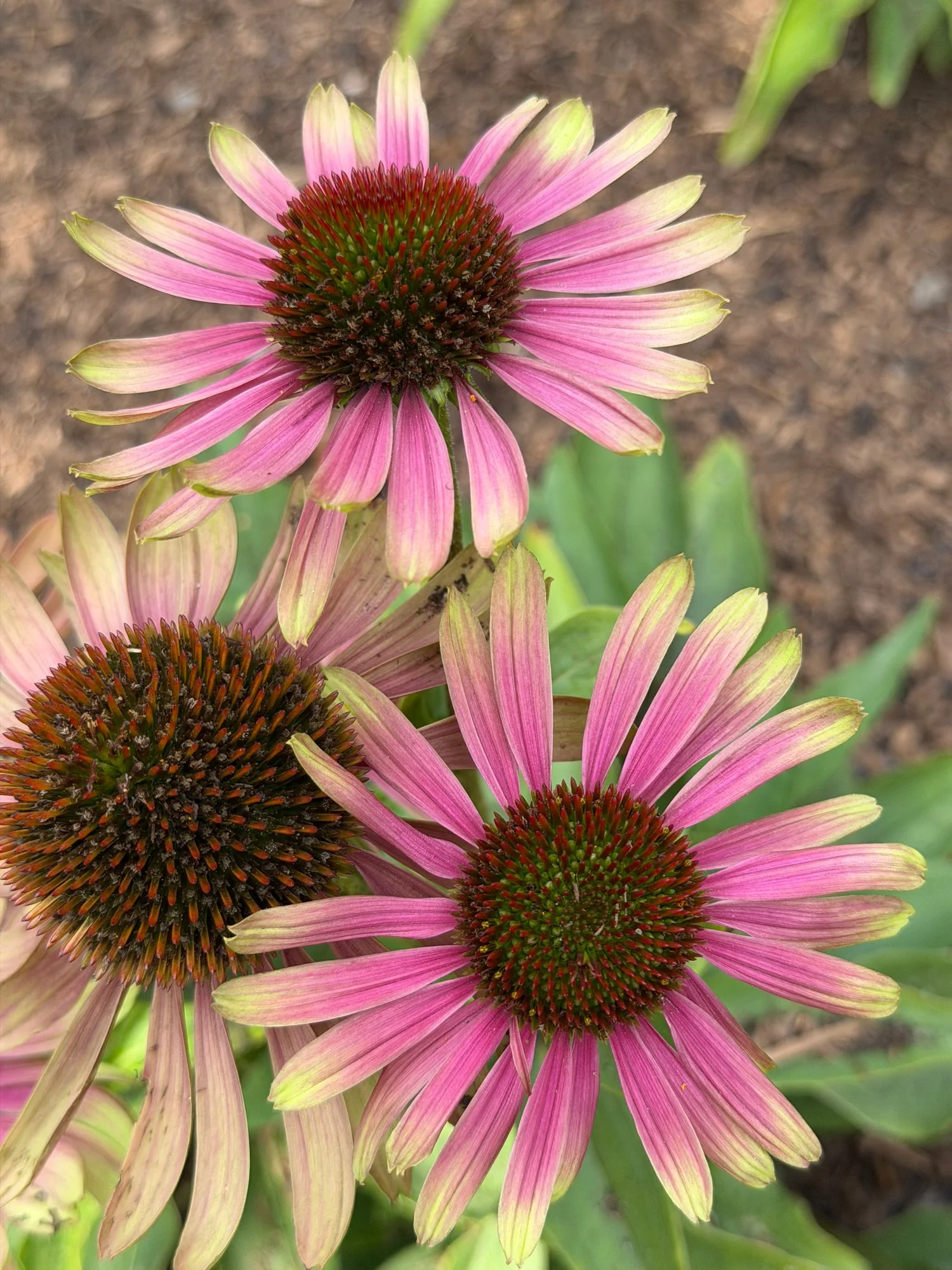 flower5.jpg