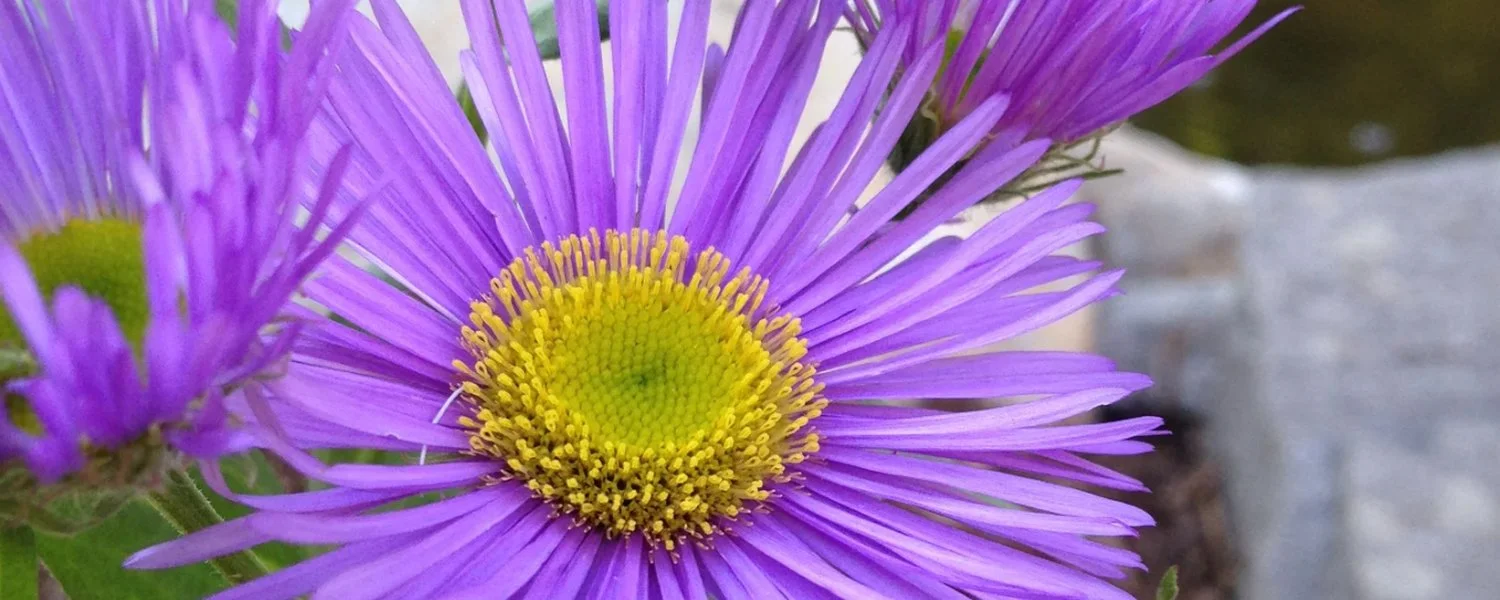 Stow MA Garden Design