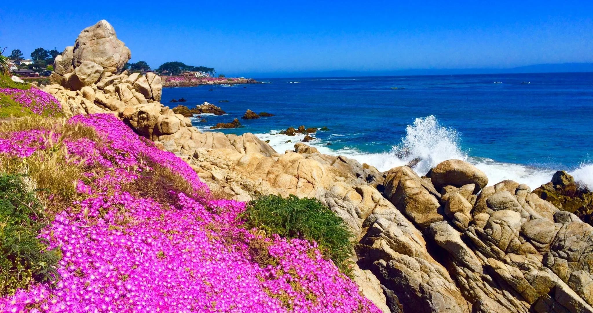 PG pink flowers.jpg