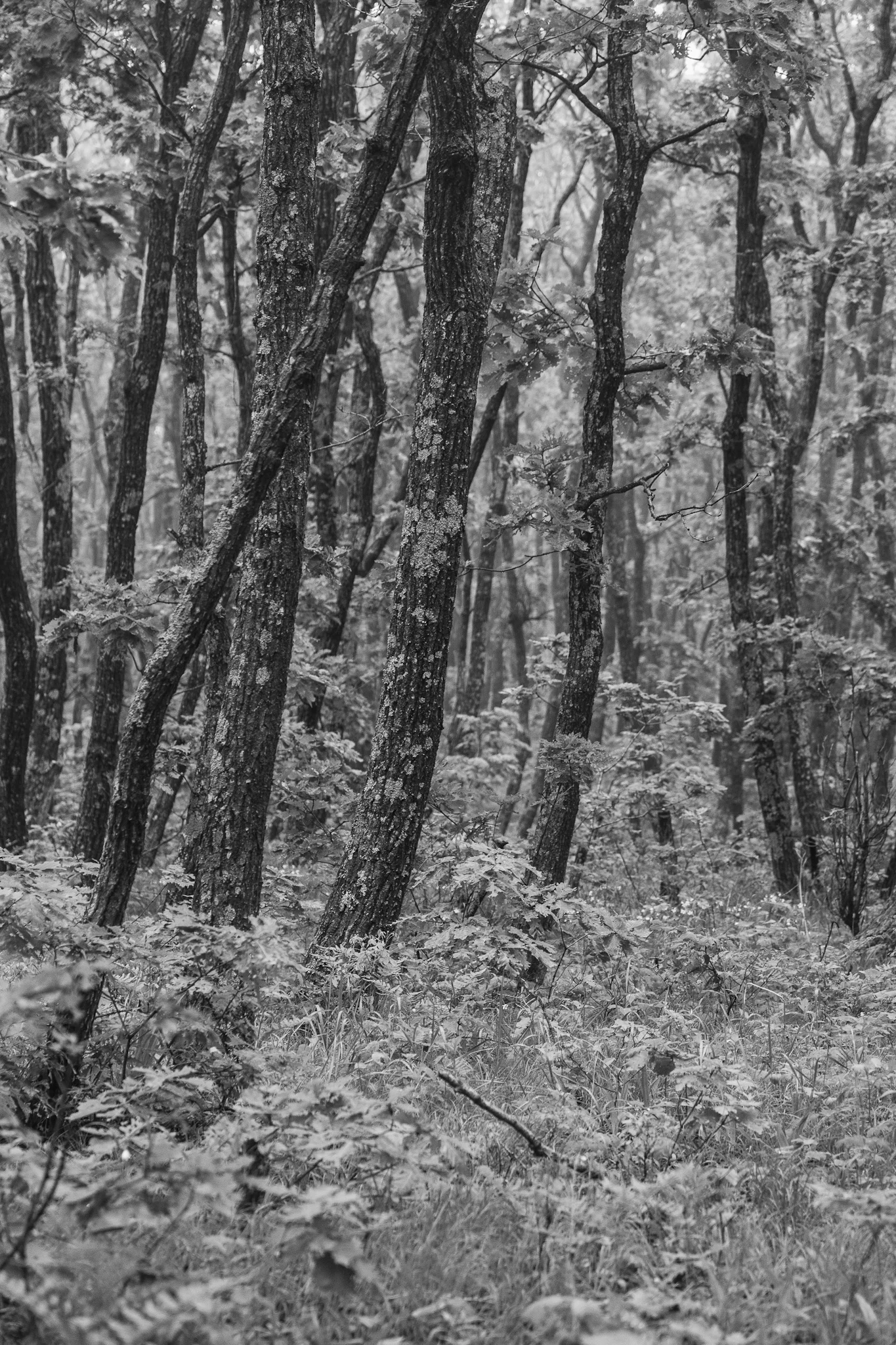 150609_0022.JPG