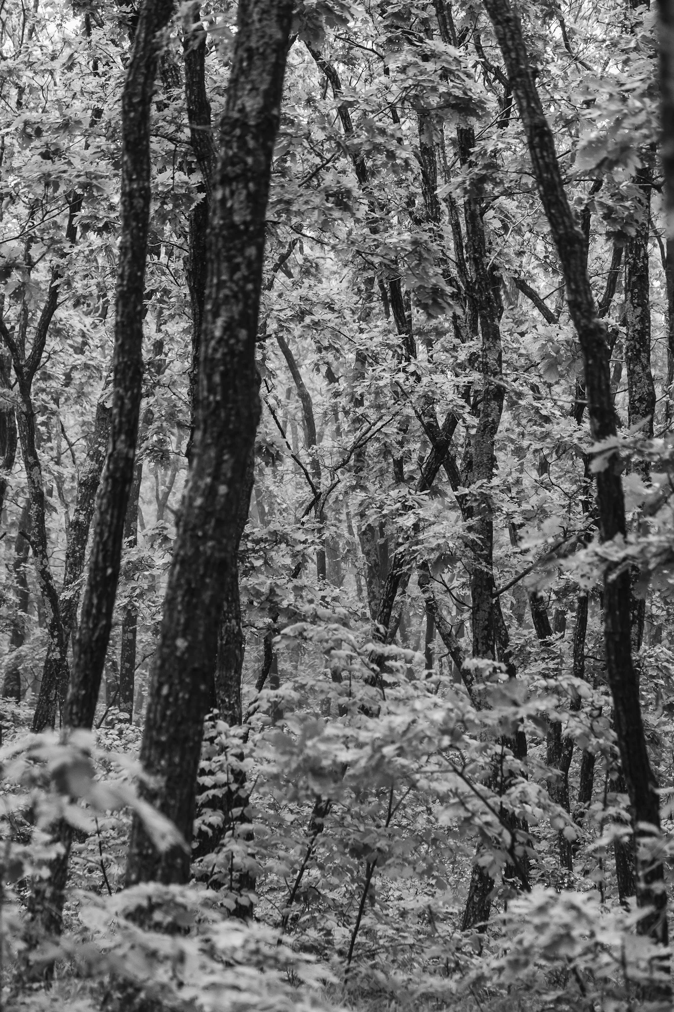 150609_0026.JPG