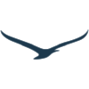 Bird.png