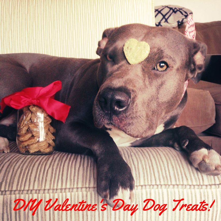 vdaydogtreats.jpg.jpg