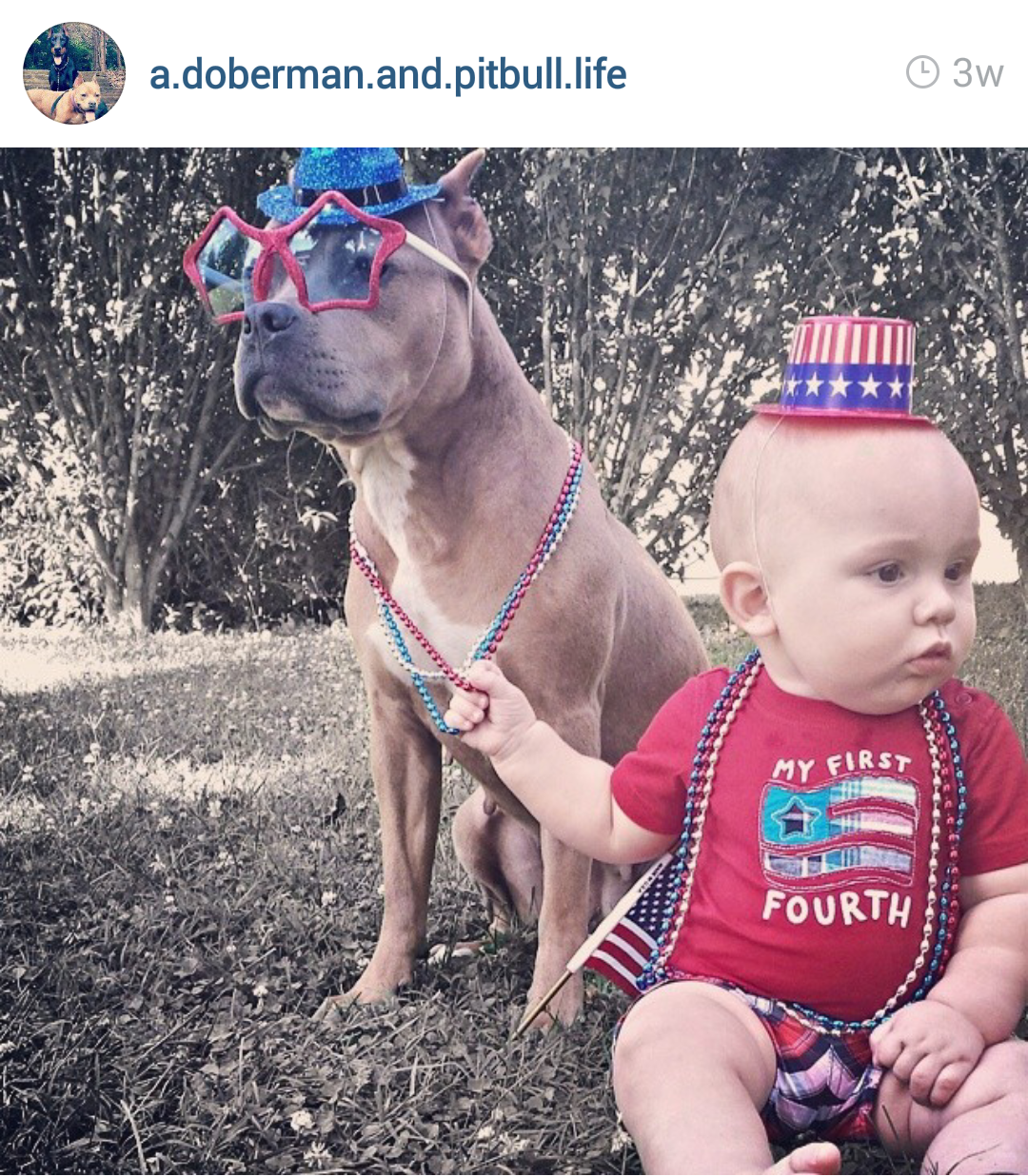 Babies And Pit Bulls From The Experts Themselves Pas My Babies And Pit Bulls From The Experts