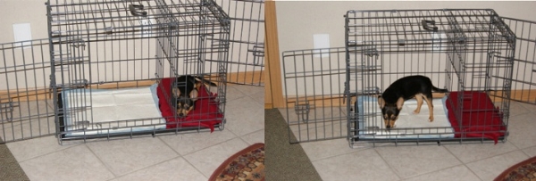 crate training for potty training