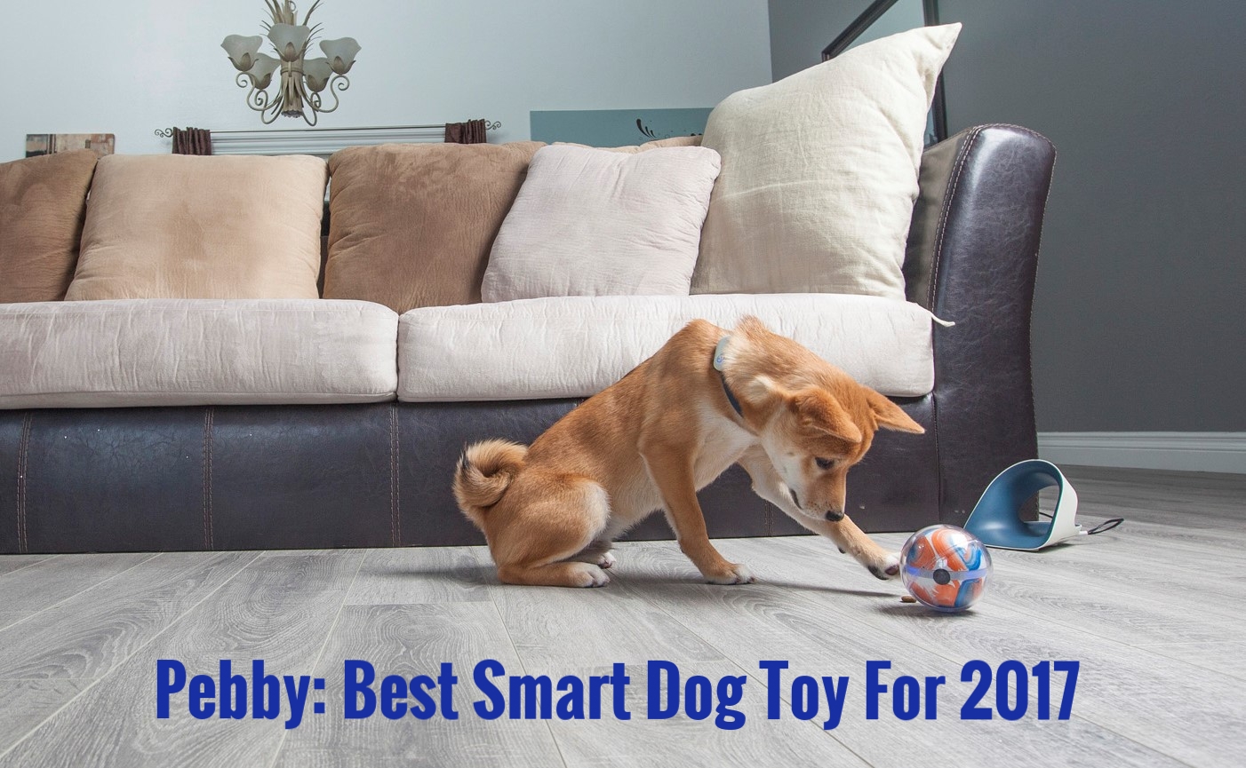 What Are The Best Toys For Smart Dogs?