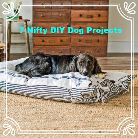 7 Nifty DIY Dog Projects