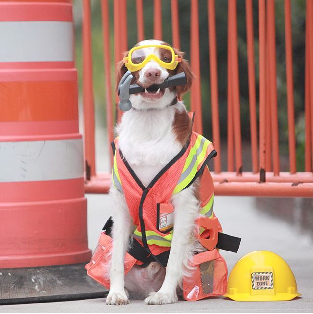 Blog — My Pit Bull Friend