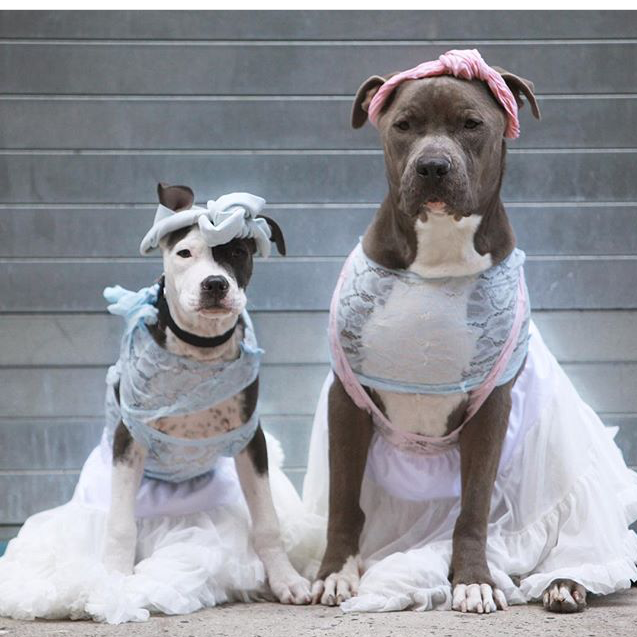 20 Pawsome Halloween Dog Costumes
