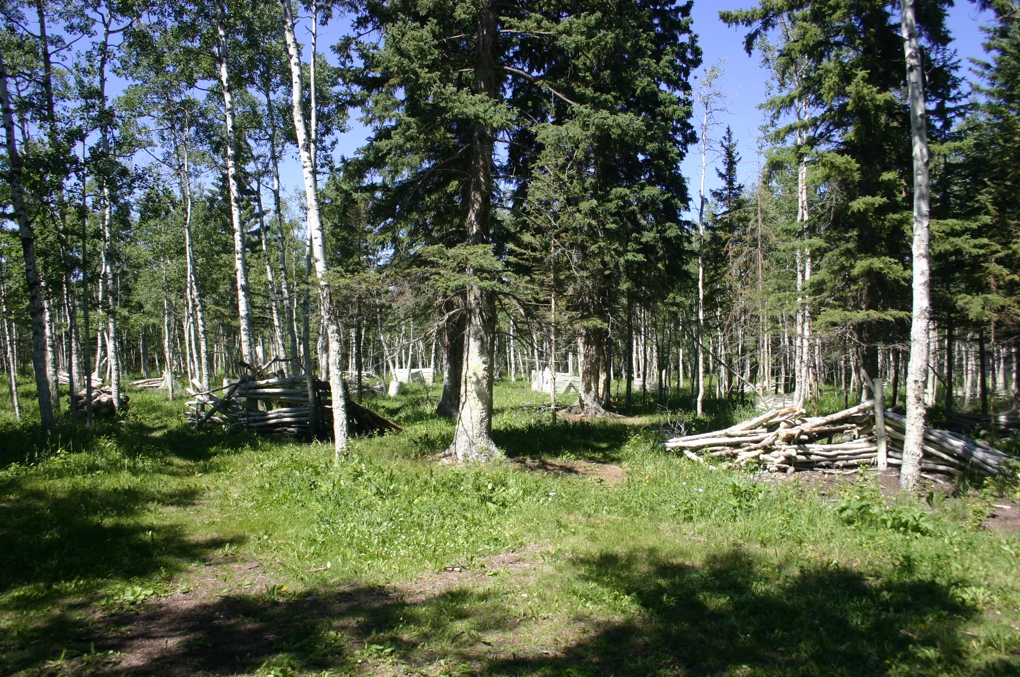 A forest with tall trees and wooden logs scattered on the ground under a clear blue sky.