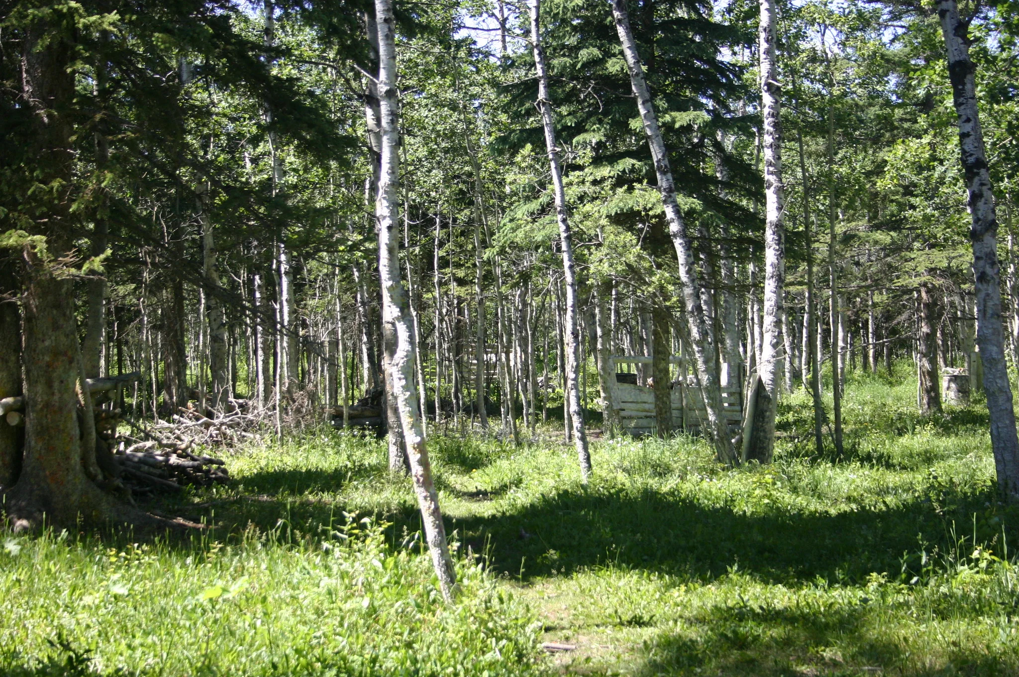 Forest scene with birch and evergreen trees, sunlight filtering through foliage, and a grassy ground
