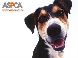 Giving to ASPCA to help abused animals