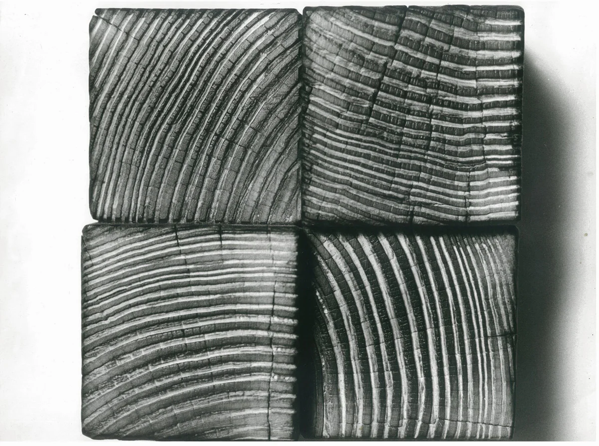 Albero sezione, 1977