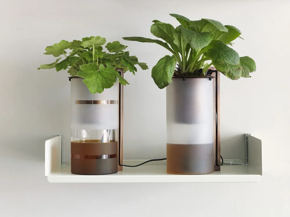 Each vase is an active hydroponic system, with a nutrient solution supplied to the plant by pumping. The solution spills onto the plant roots and is aerated as it falls, enabling air to reach the roots and creating rainfall within the vase.  