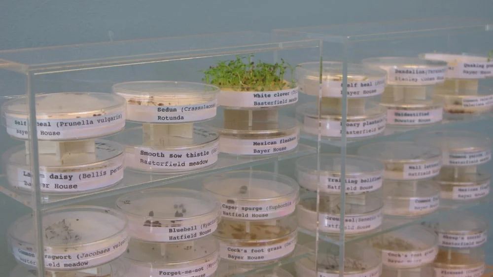   Little weeds   The box contains germinating seeds gathered from wild and self-seeded plants growing on the Golden Lane Estate, London EC1 in 2010. The seeds have been stored in the dark for 5 years, and are now germinating for Open House Weekend on