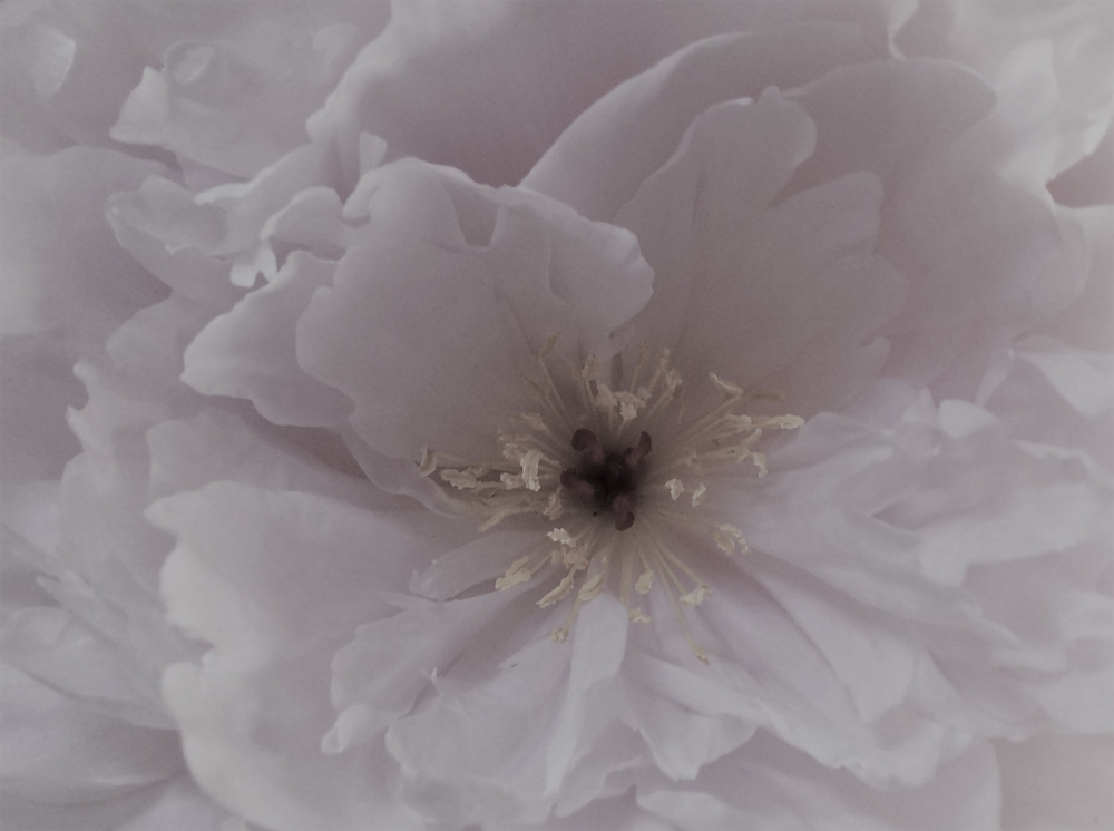 PHOTOGRAPH TAKEN BY WISE OWL NESLIN