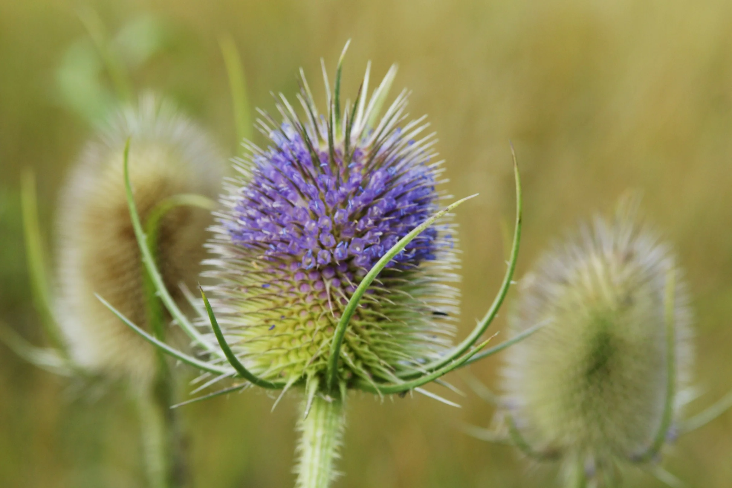 Teasels