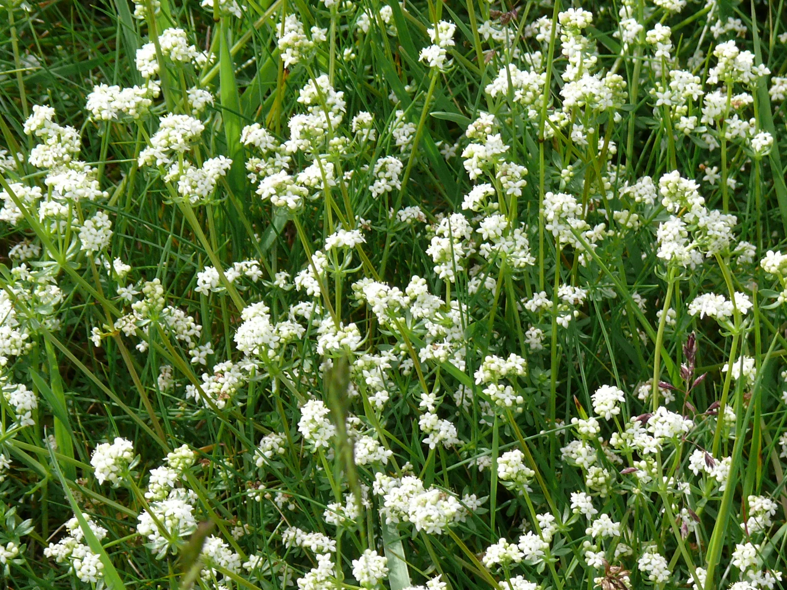 Heath Bedstraw