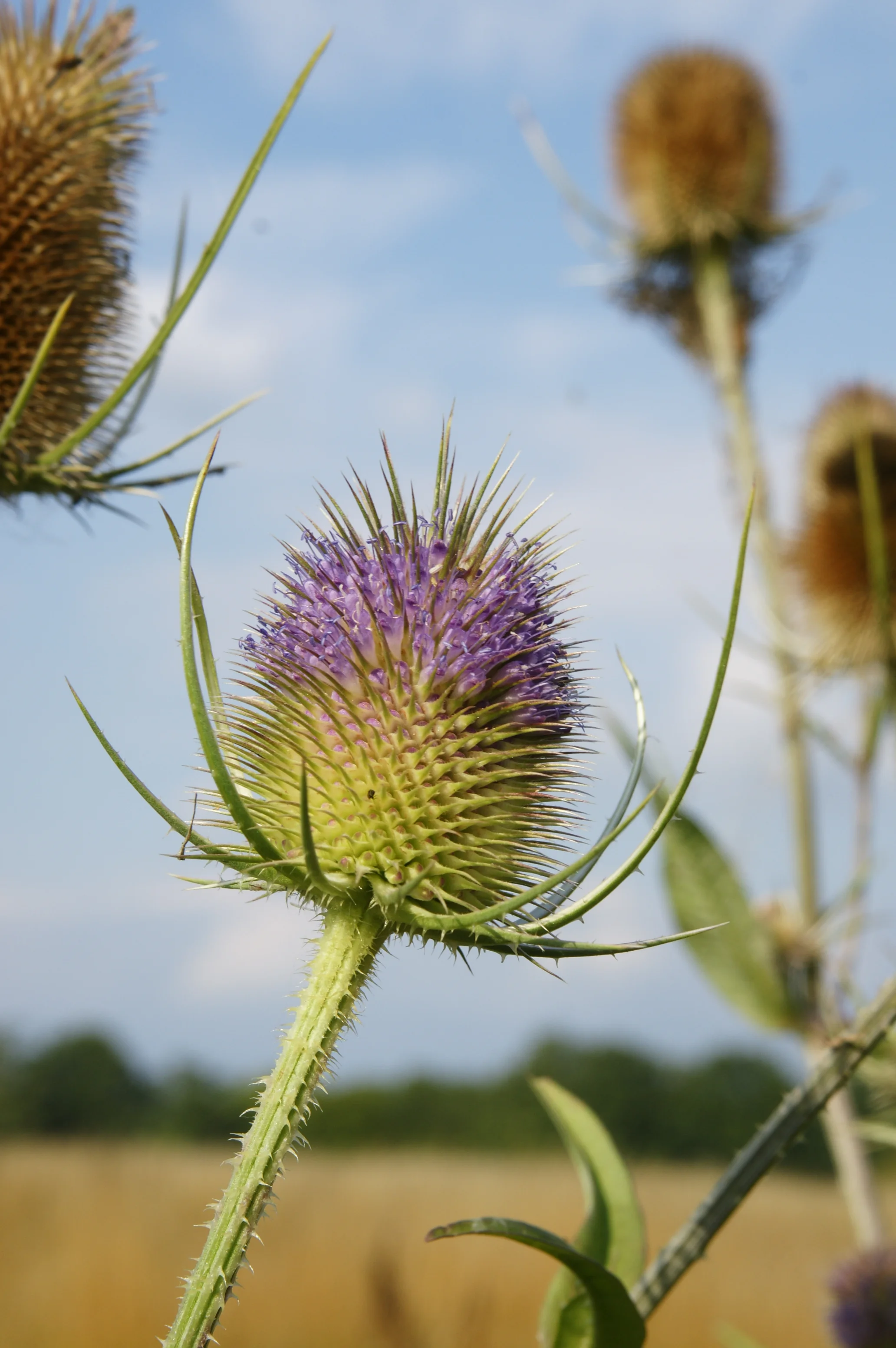 Teasels