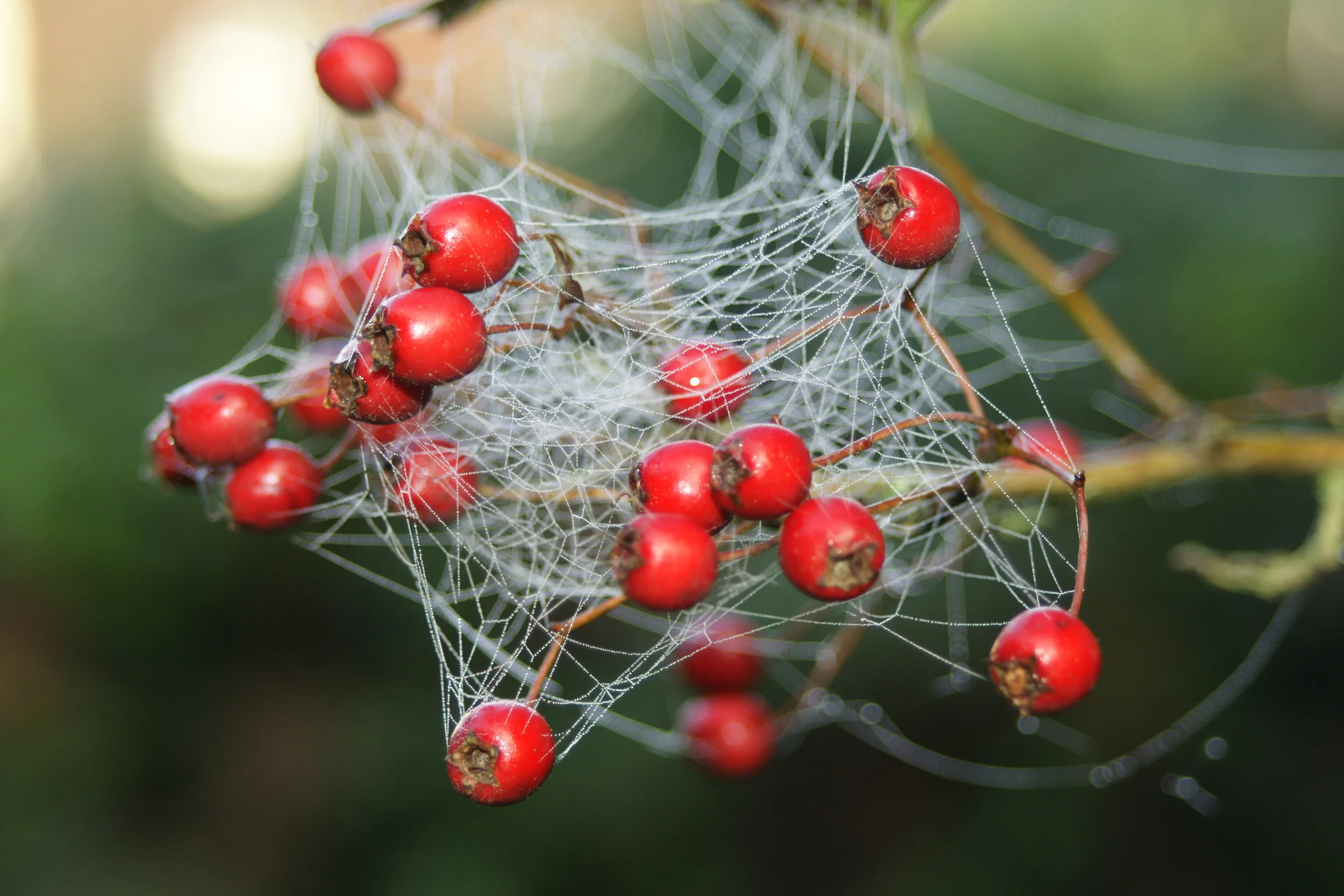 Hawthorn Berries in Spider's Web