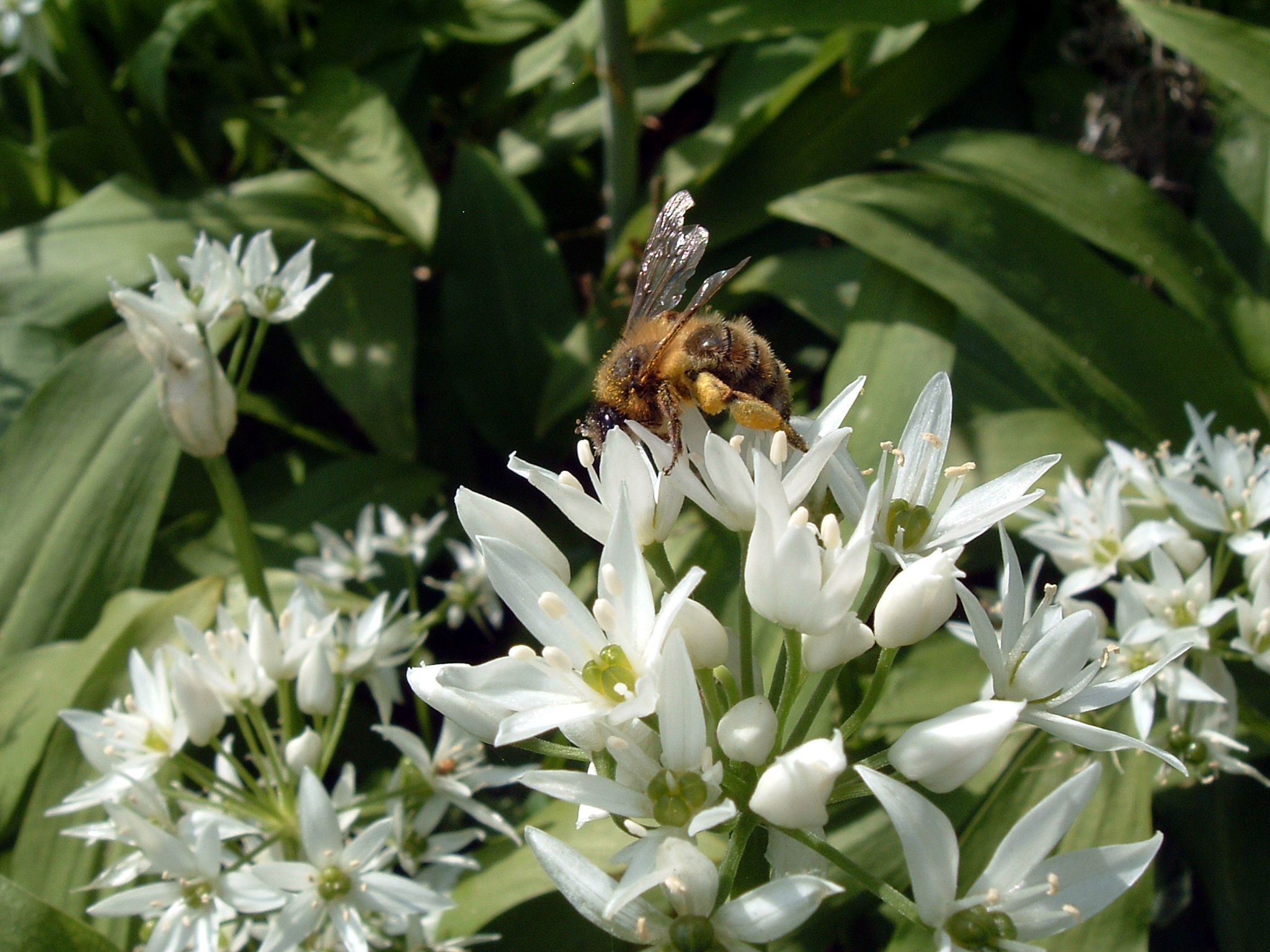 Ramsons