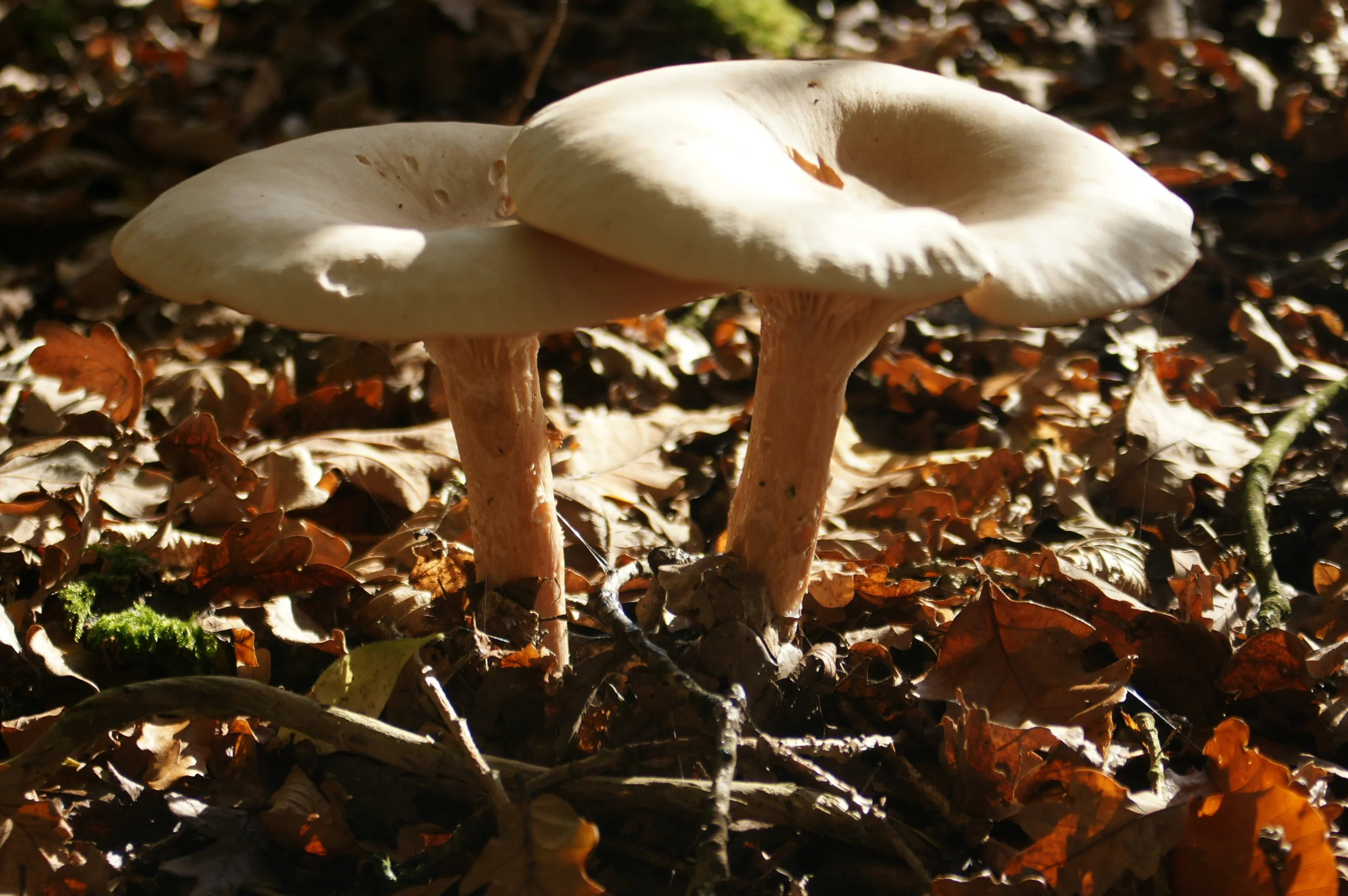 Fungi