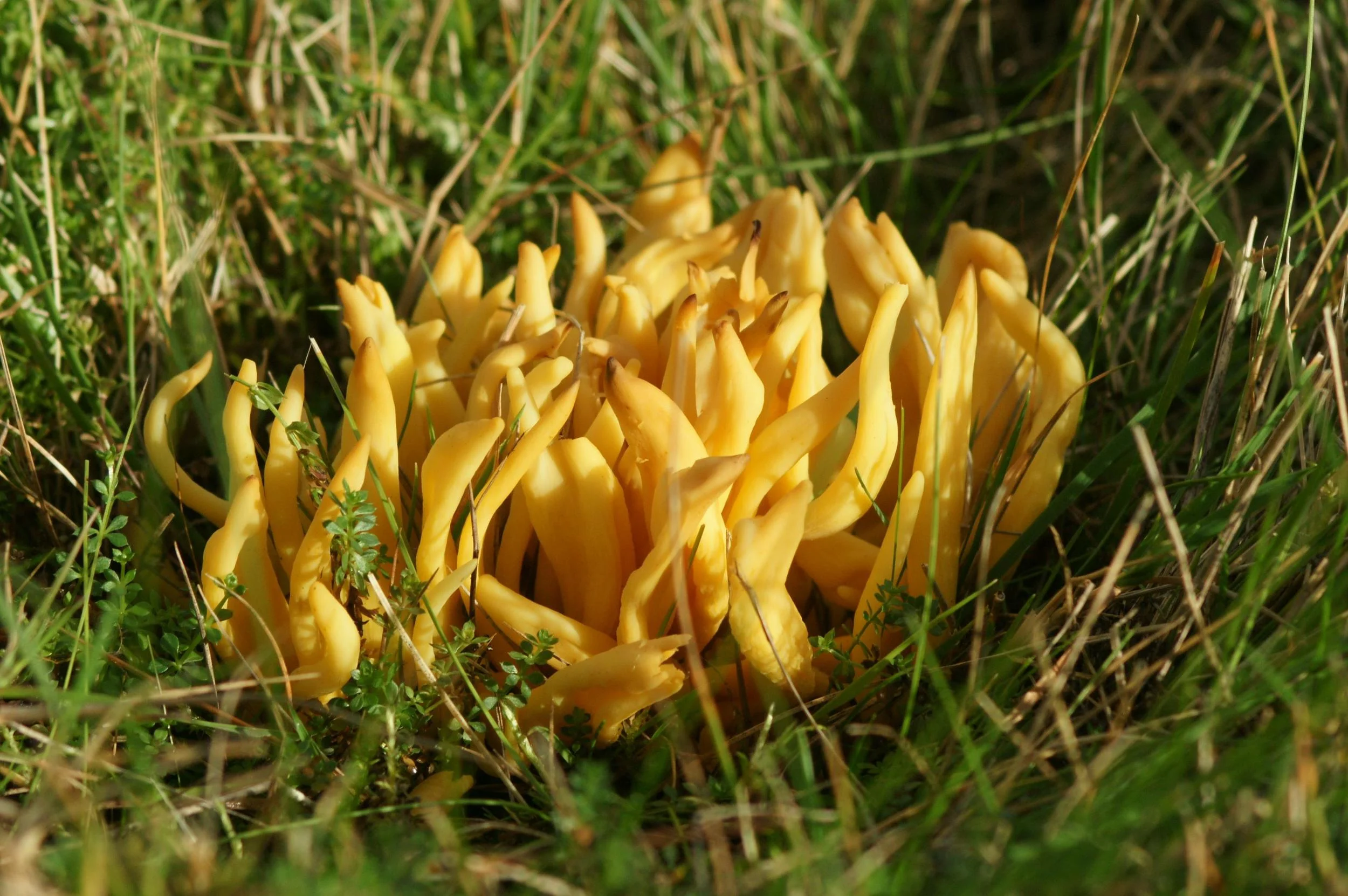 Fungi