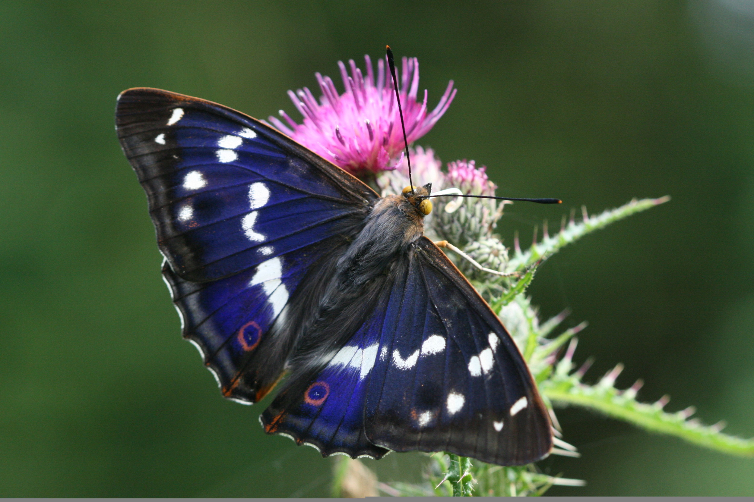 Purple Emperor (male upperside)