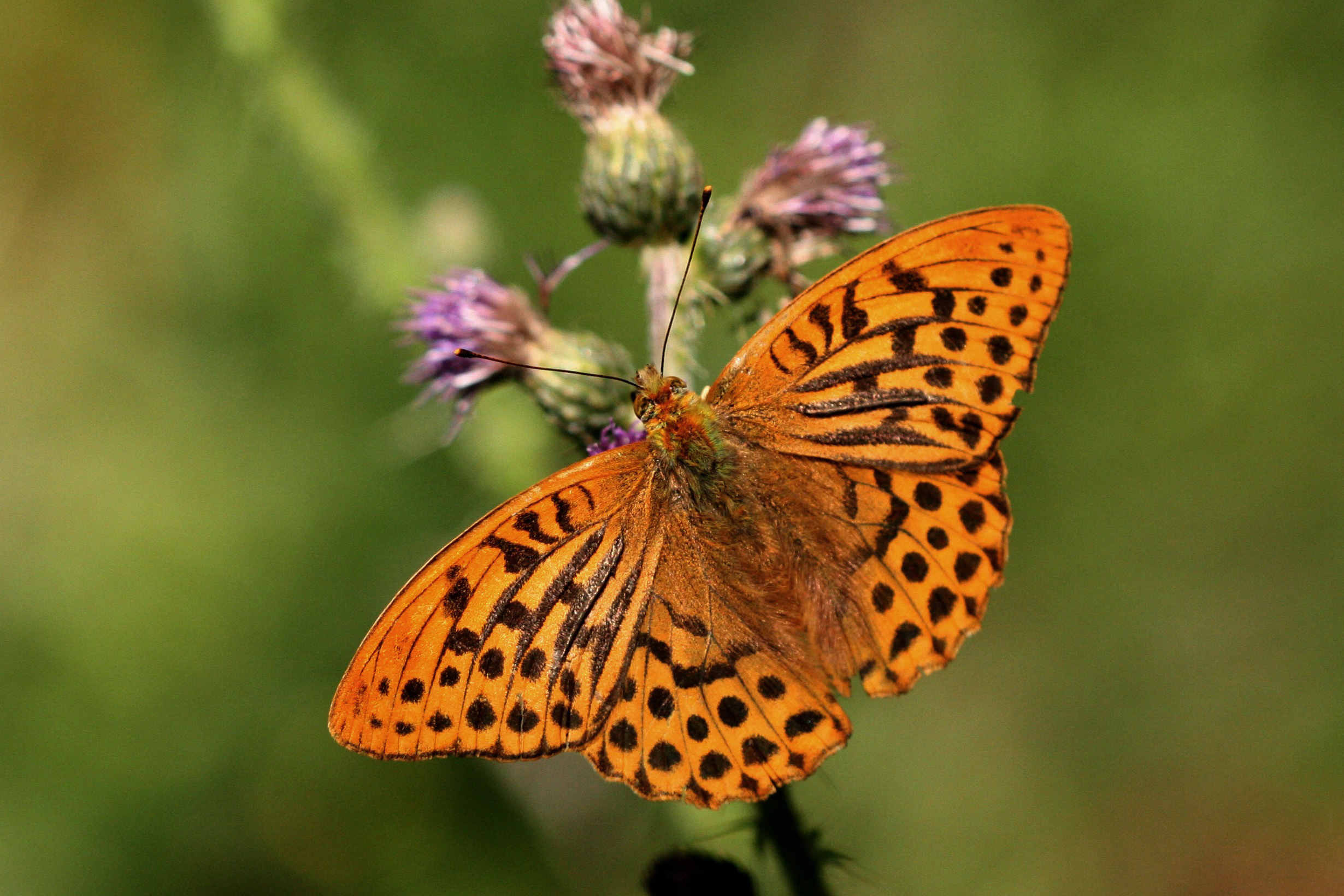 Silver-washed Fritillary (male upperside)
