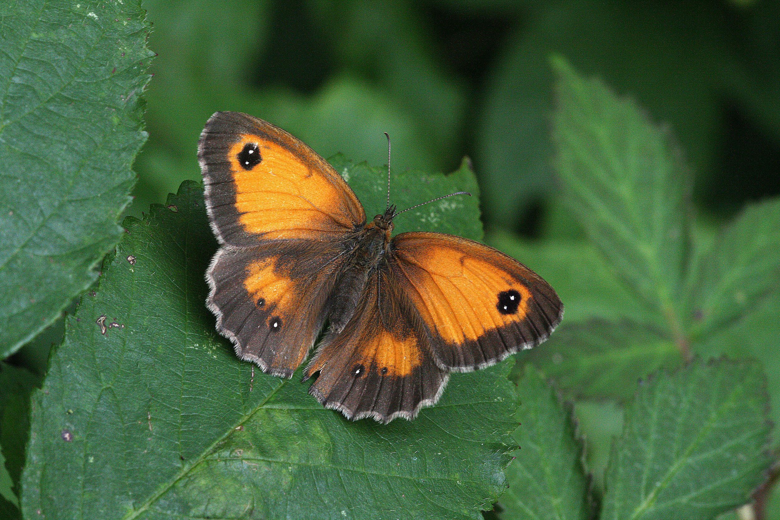 Gatekeeper (femaleupperside)