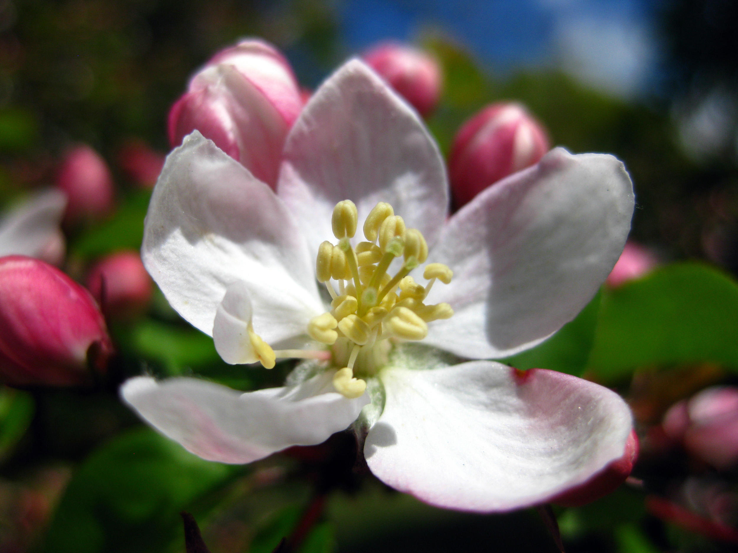 Apple blossom