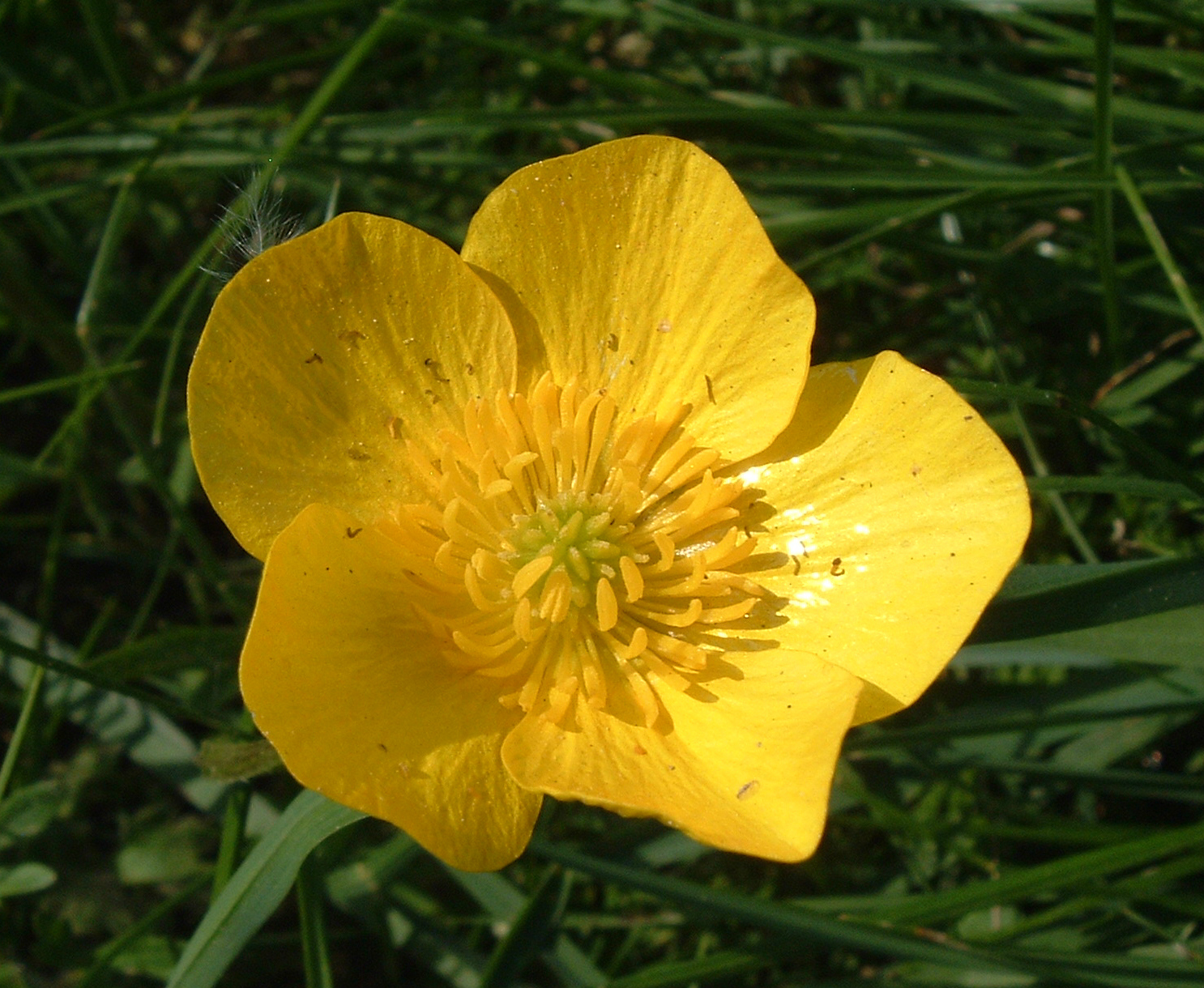 Buttercup
