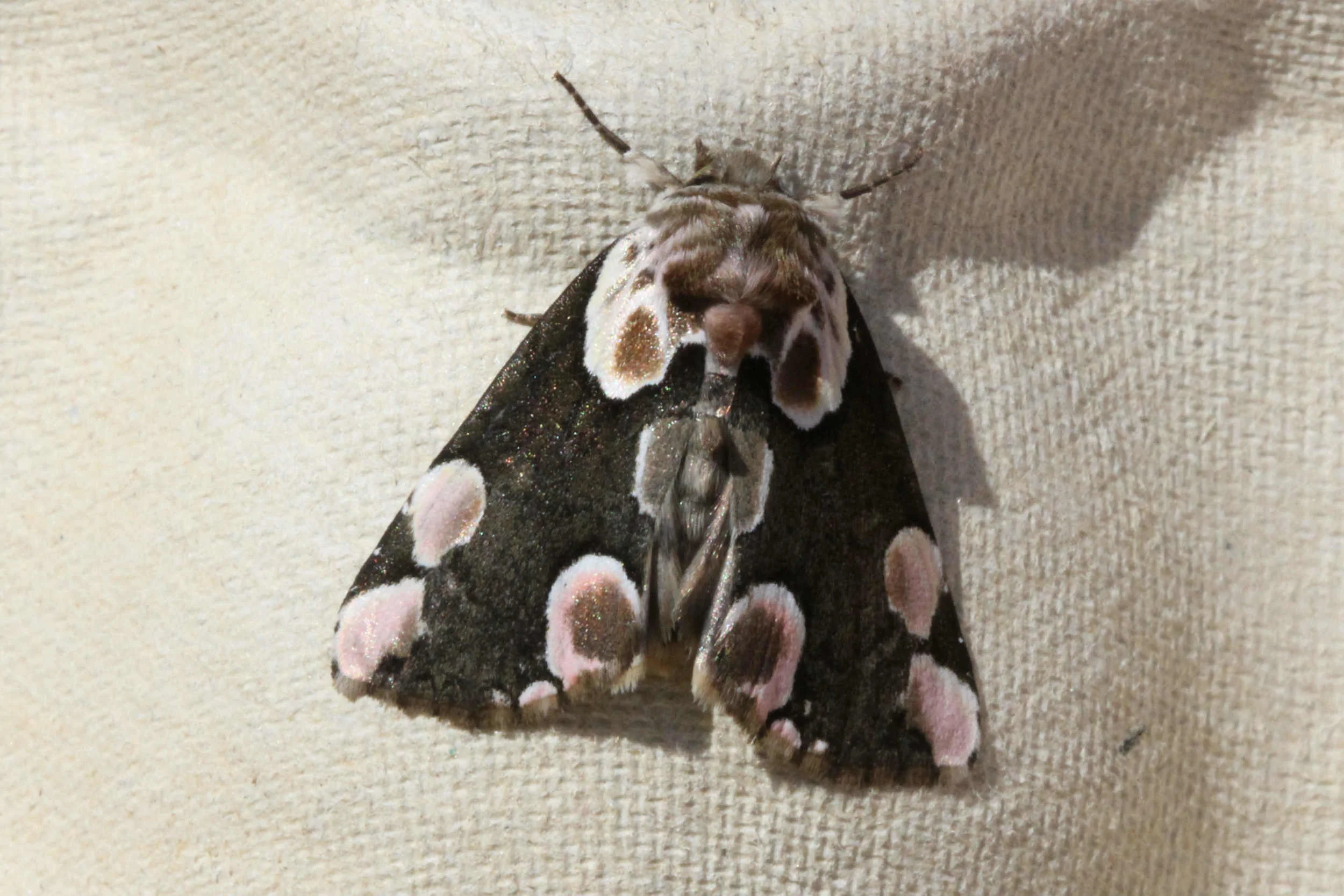 Peach Blossom