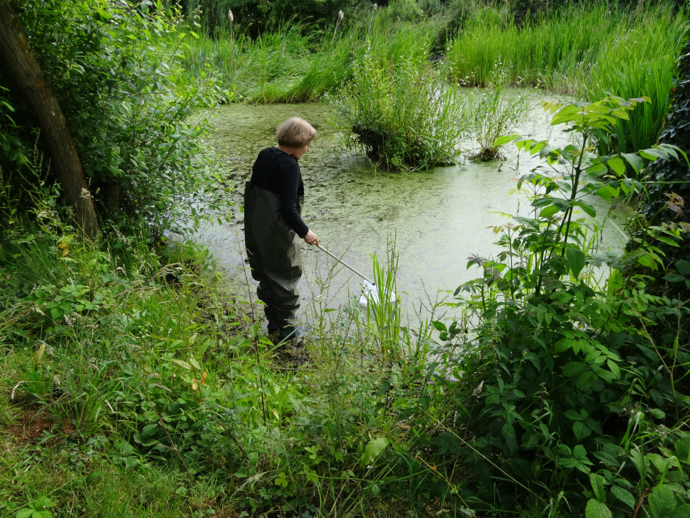 Linden with net pond dipping at Pallet's Pond. Photo by Stephen Bevan-Pritchard