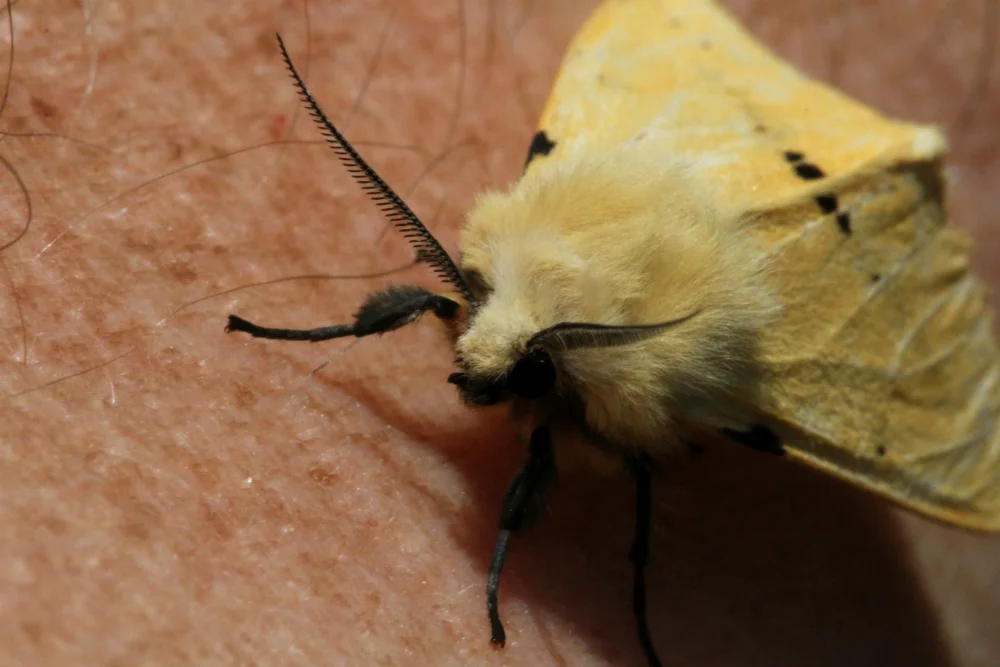 Buff Ermine photographed by David Dennis