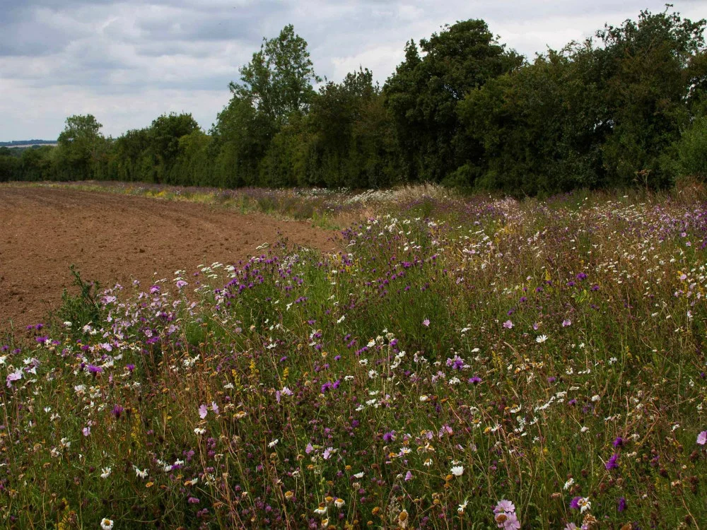 Field margin.jpg
