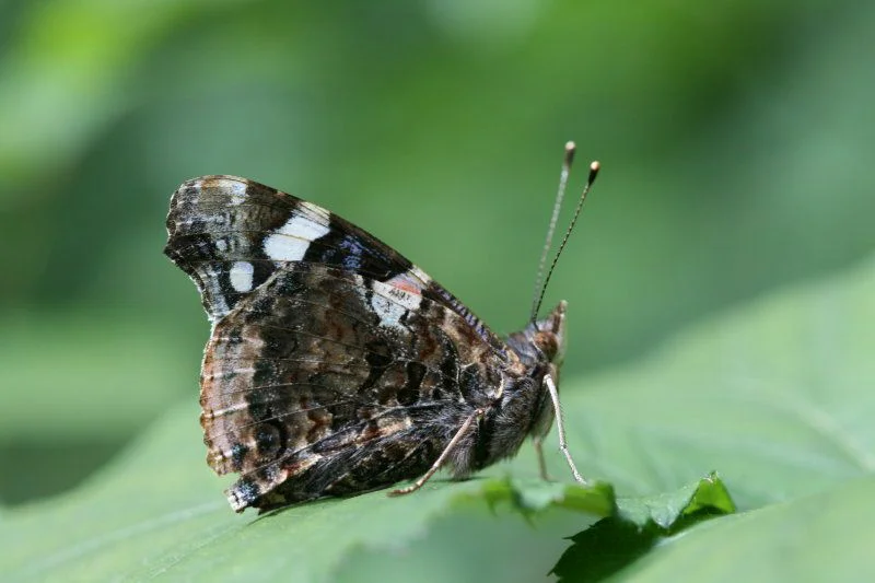 Red Admiral