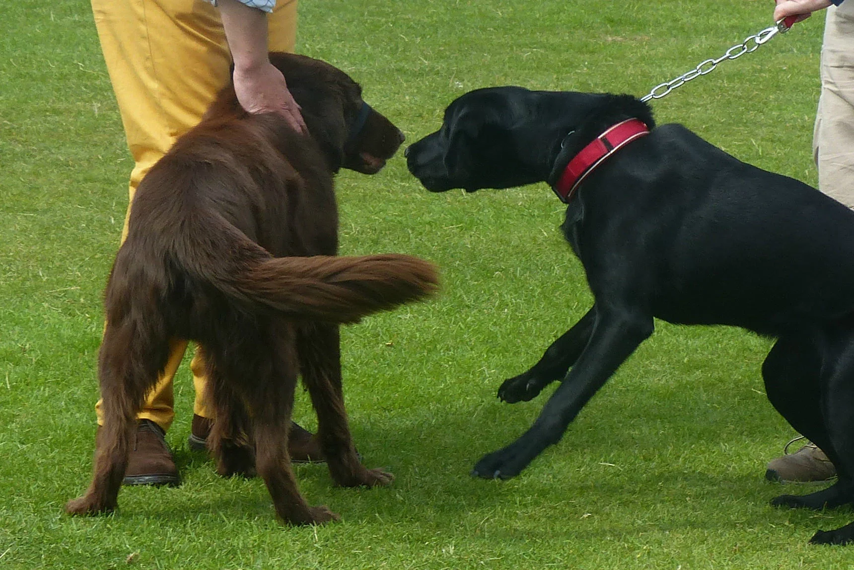Dogs_003.jpg