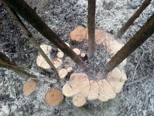 coppice stool after cutting 20160124_103153 small.jpg