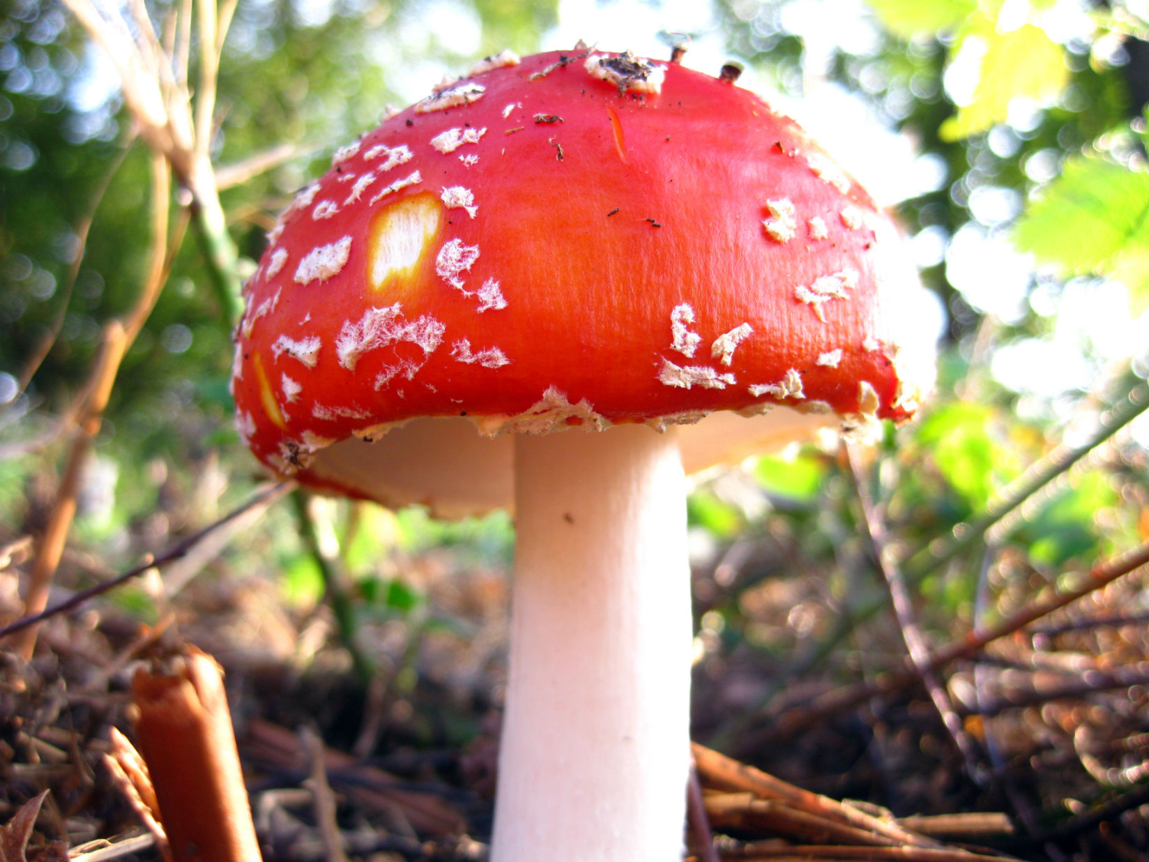fly agaric_sm.jpg