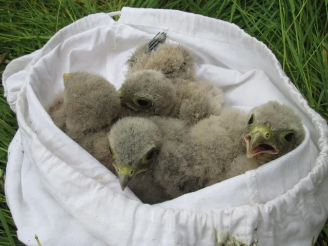 Baby Kestrels photographed before being ringed for monitoring by Lynne Lambert of Bucks Owl and Raptor Group.