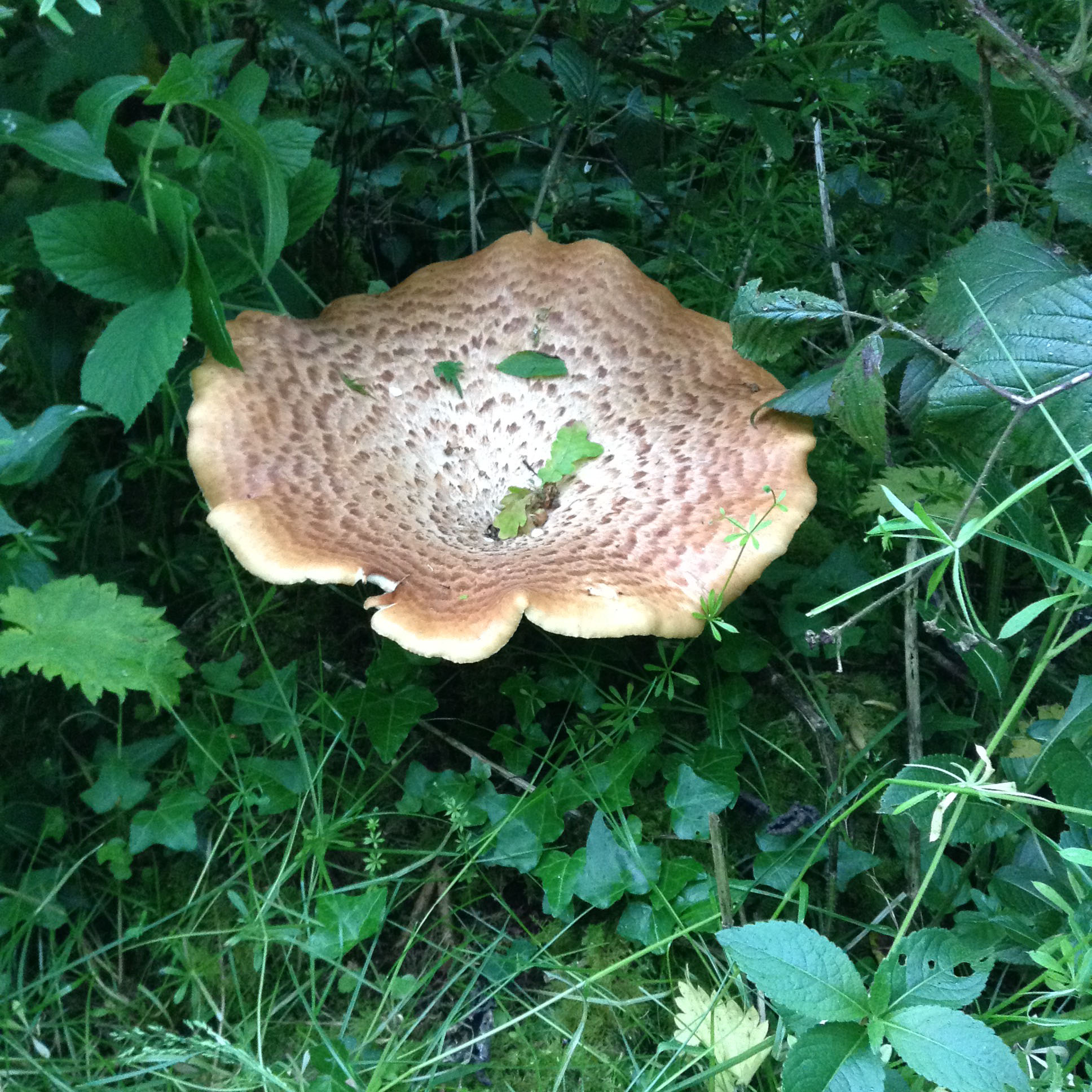 fungi2.jpg