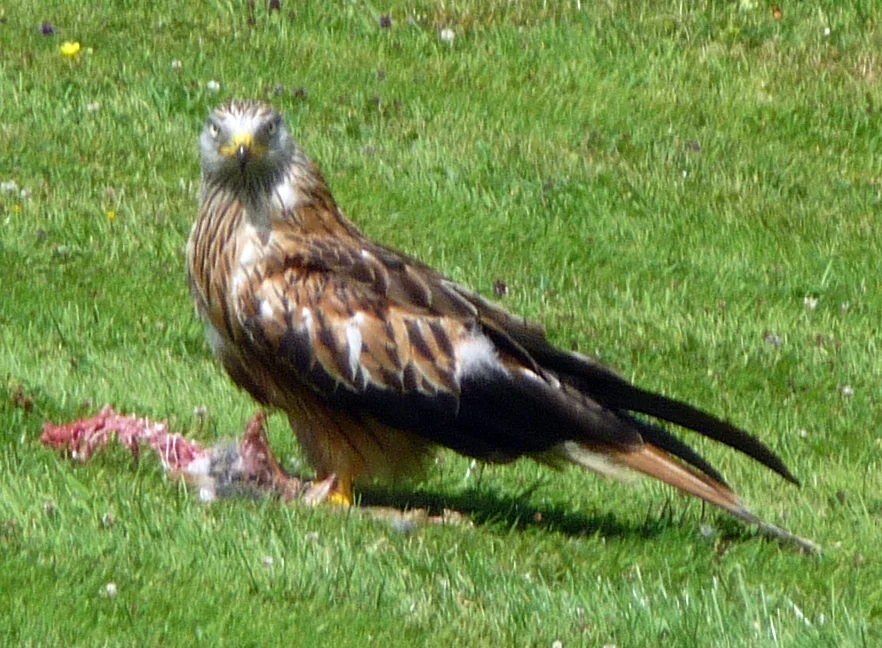 220 kite cropped.jpg