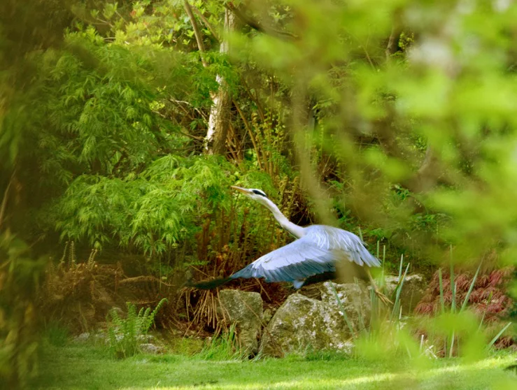 blue heron rebalanced.jpg