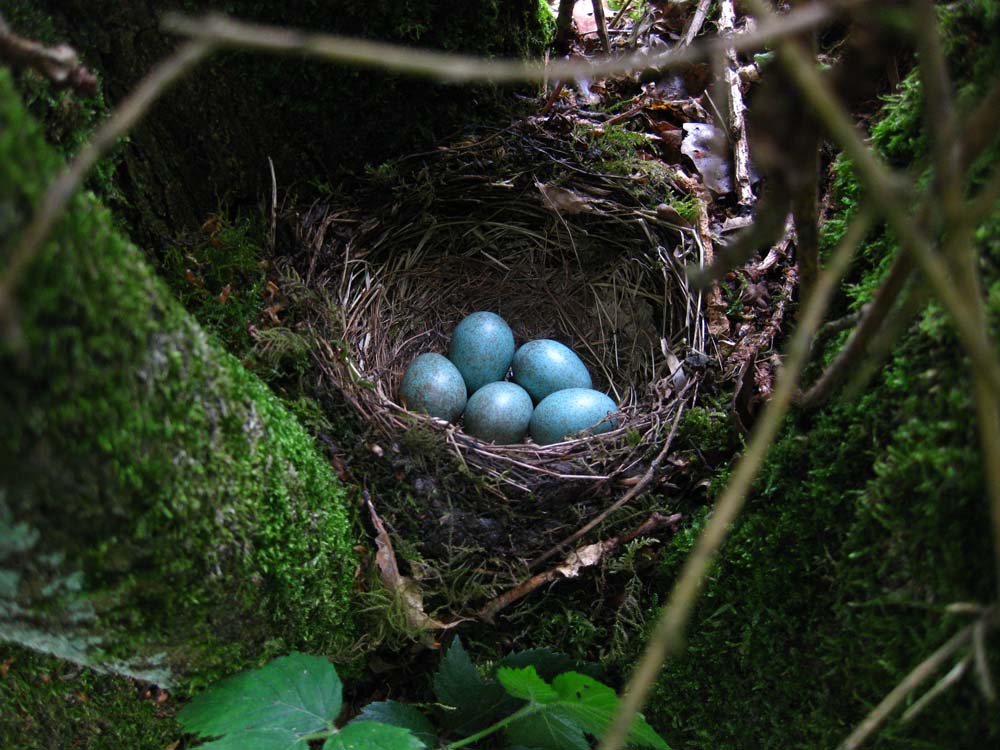 speckled blue eggs small_8929.jpg